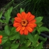 Zinnia angustifolia 'Profusion Orange'